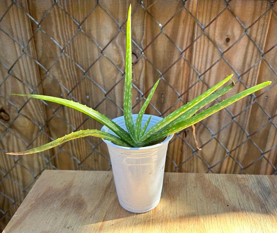 Aloe Vera (Barbadensis Miller)