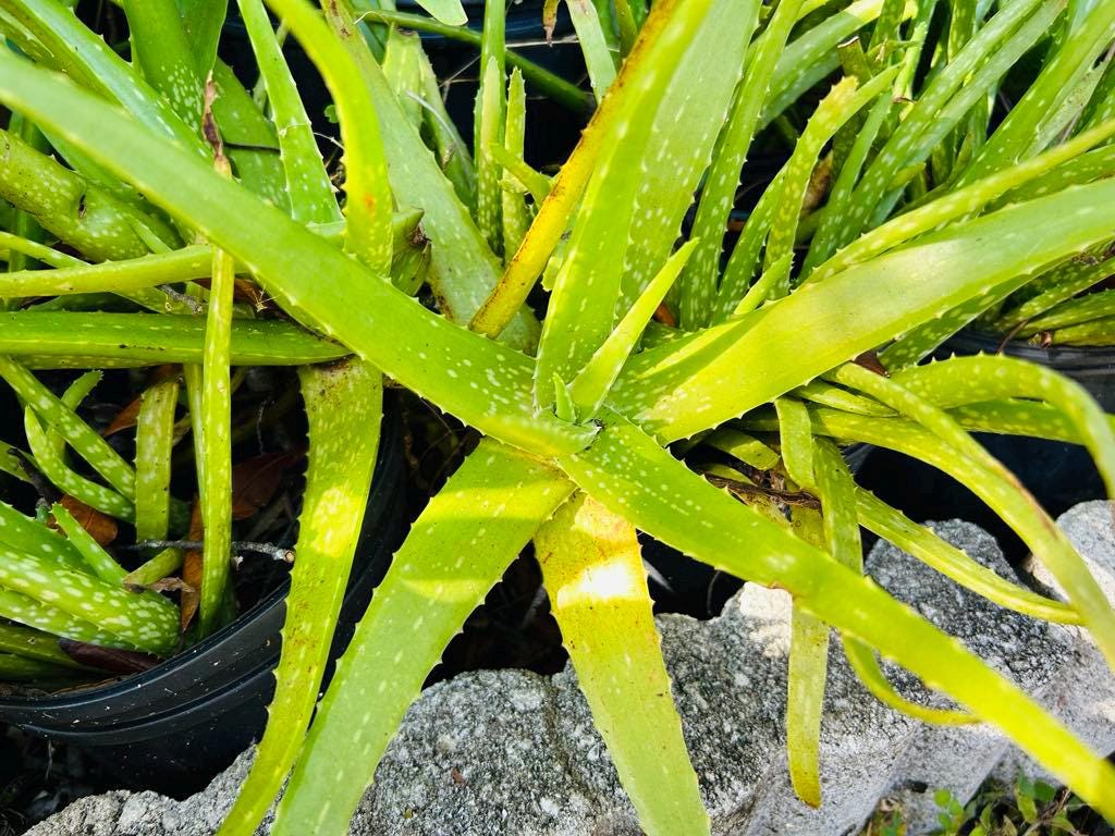 Aloe Vera (Barbadensis Miller)