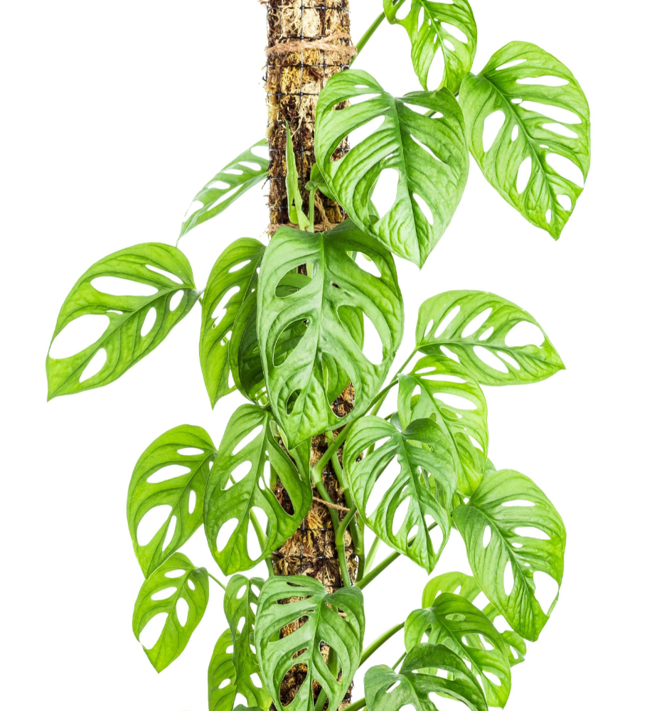 Monstera Adansonii (Swiss Cheese)