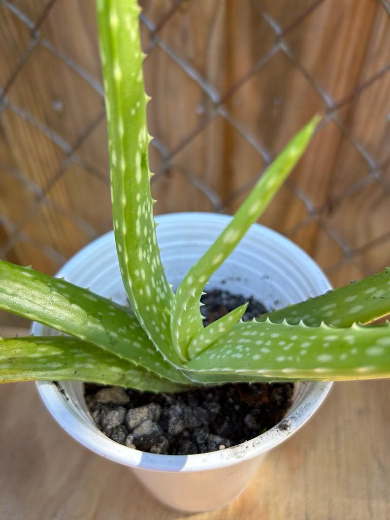 Aloe Vera (Barbadensis Miller)
