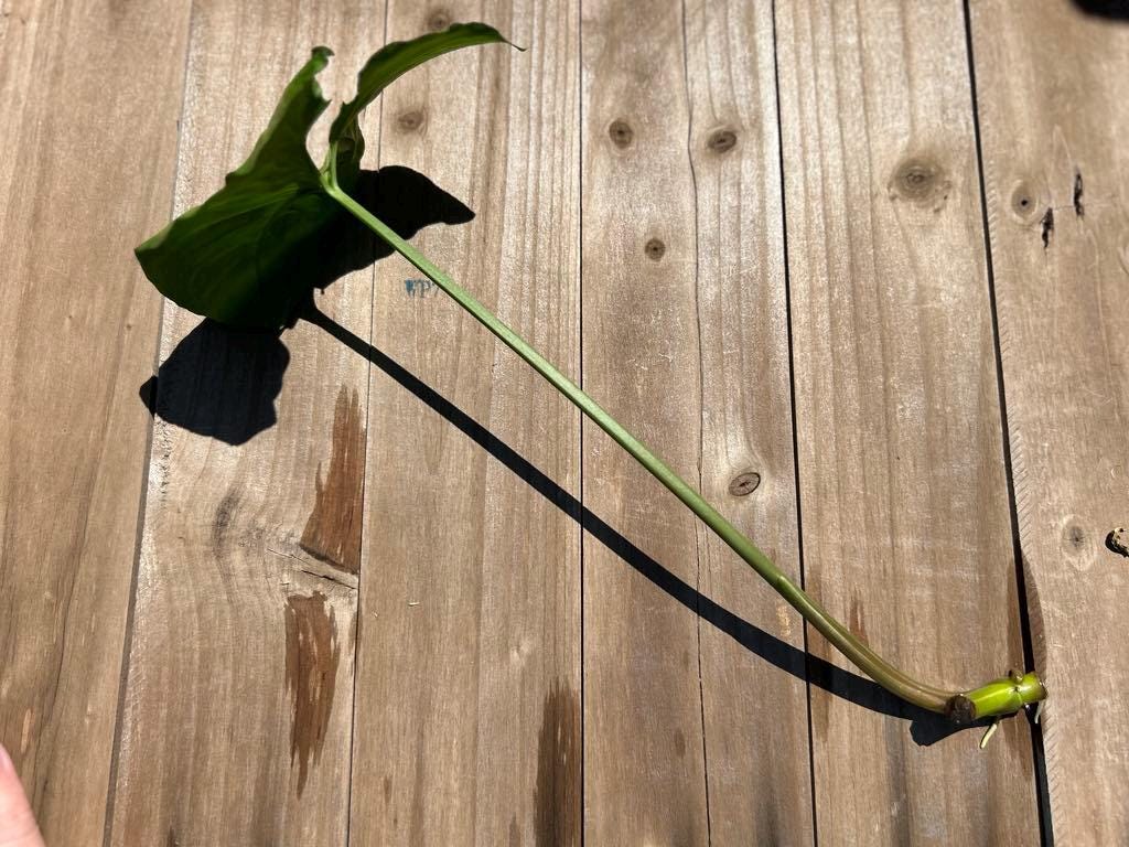 Pink Arrowhead Syngonium