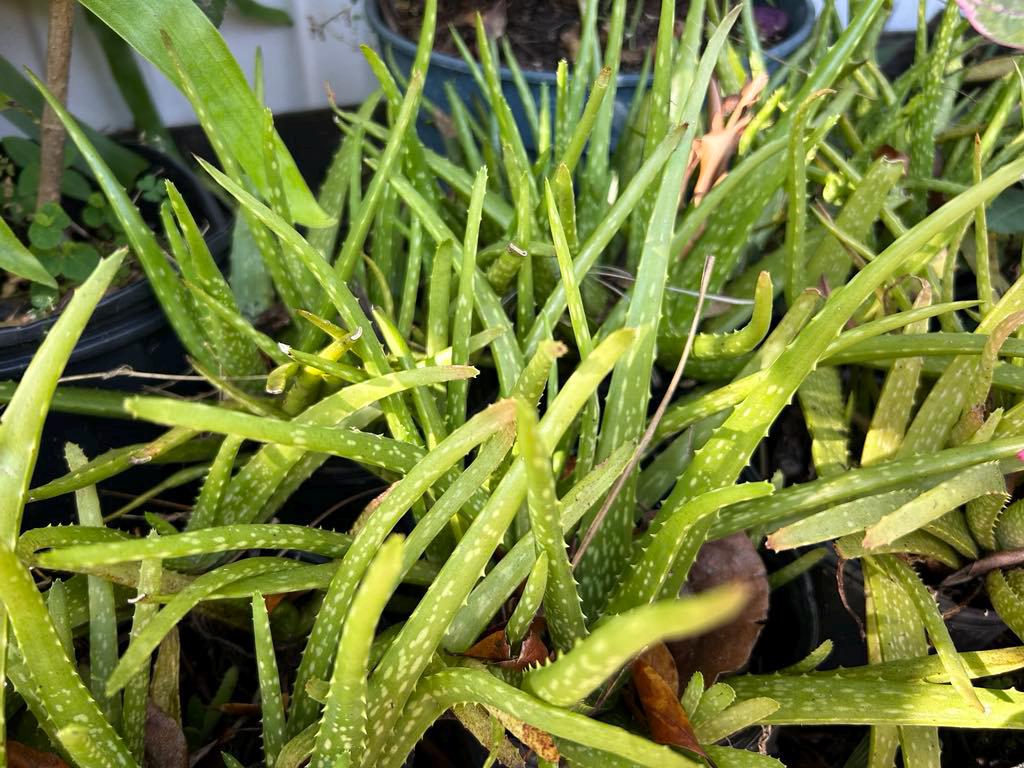 Aloe Vera (Barbadensis Miller)