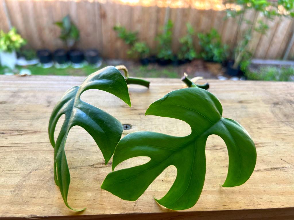Rhaphidophora Tetrasperma (Mini Monstera)