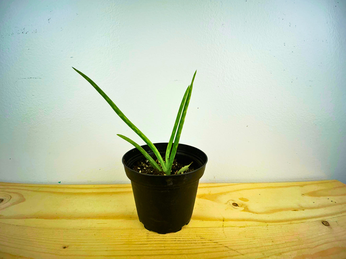 Aloe Vera (Barbadensis Miller)