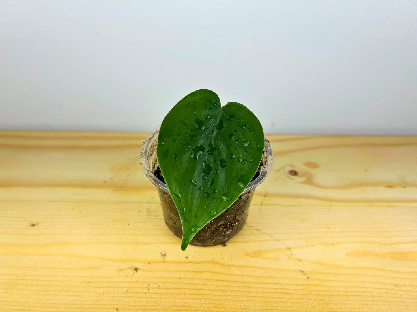 Heartleaf Philodendron