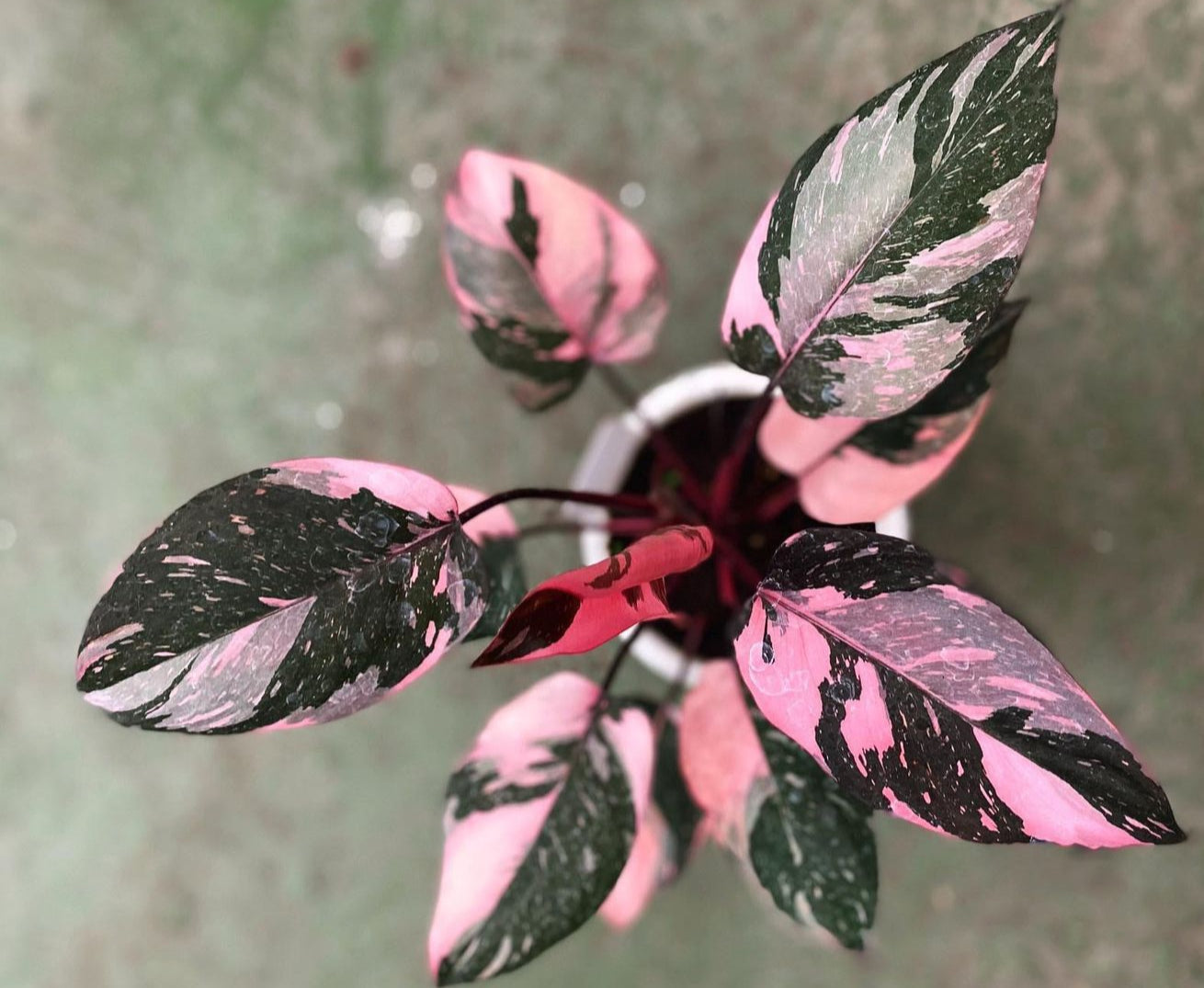 Pink Princess Philodendron