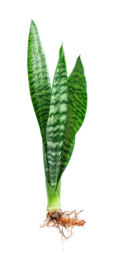 Snake Plant (Sansevieria Zeylanica)