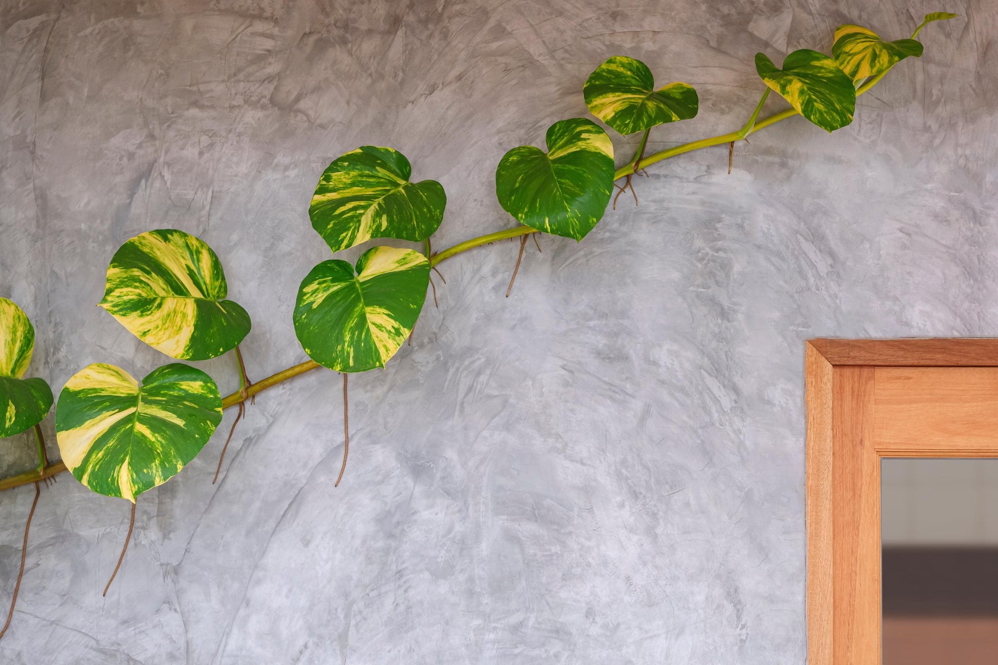 Golden Pothos (Epipremnum aureum)