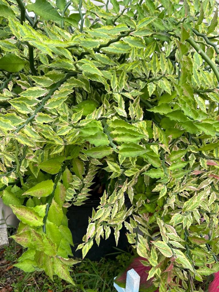 Pink Variegated Devils Backbone Succulent