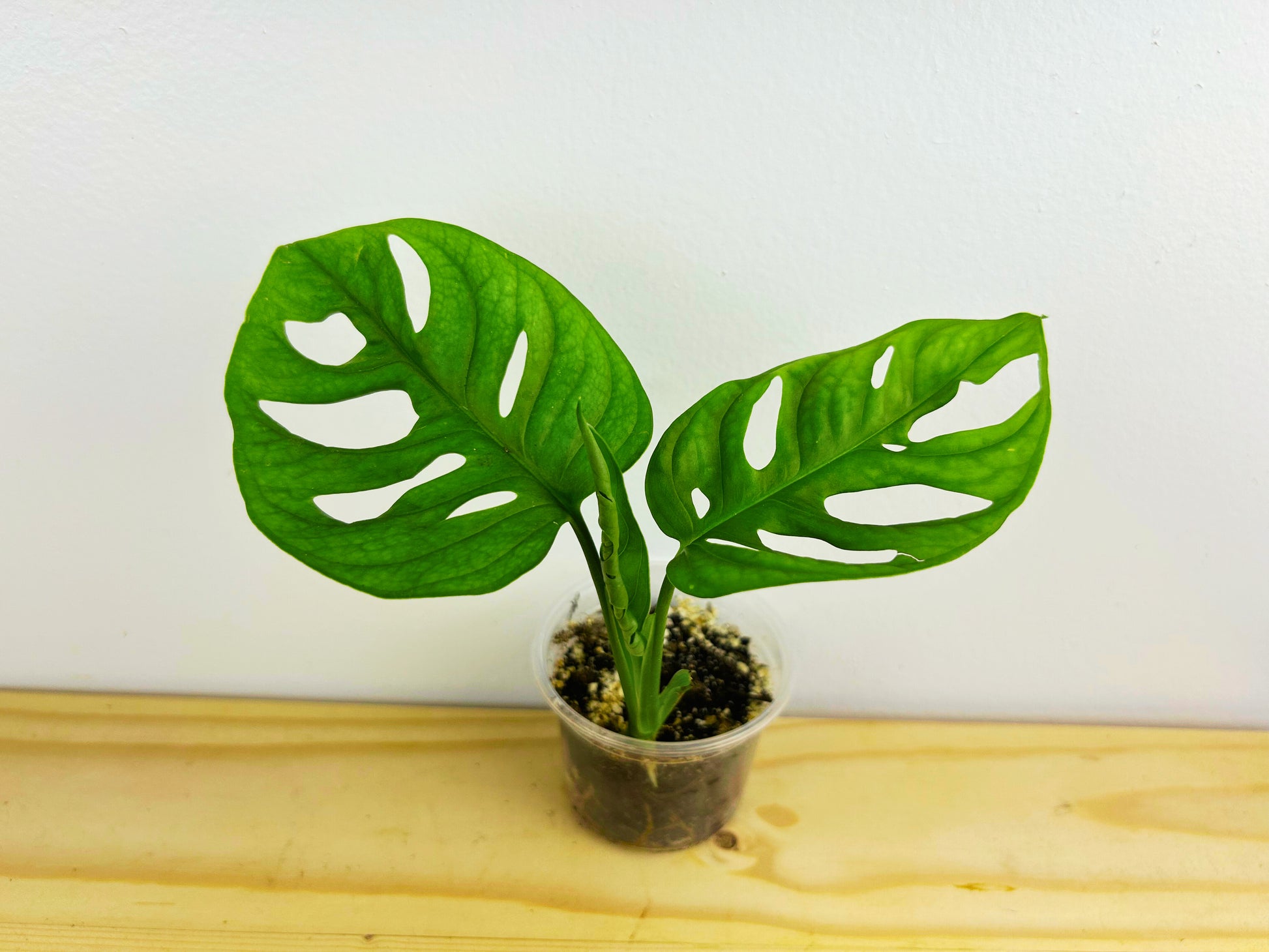 Monstera Adansonii  (Swiss Cheese)