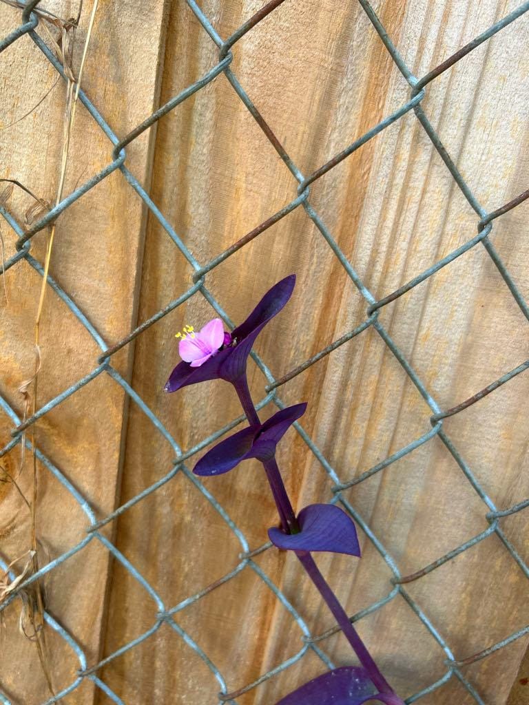 Purple Heart (Tradescantia pallida)