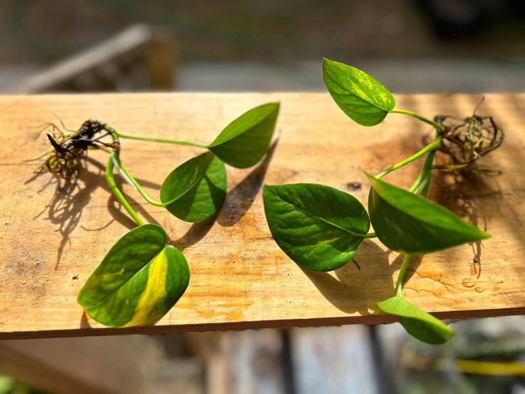 golden pothos yellow stem Golden Pothos (Epipremnum aureum) – Enchanted Hammock