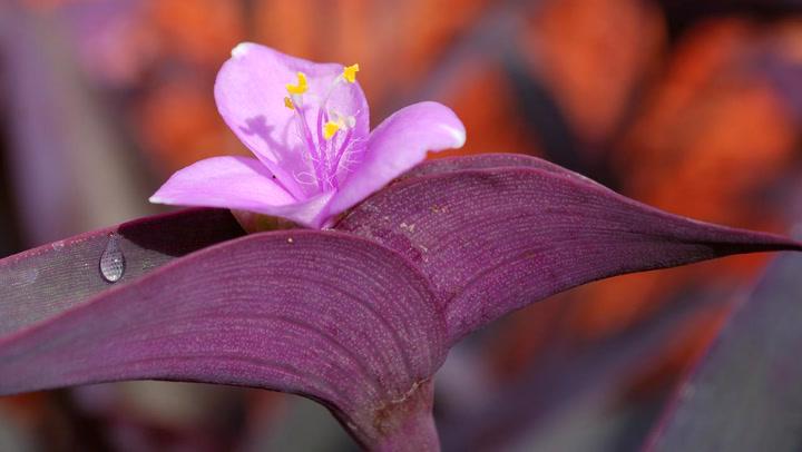 Purple Heart (Tradescantia pallida)