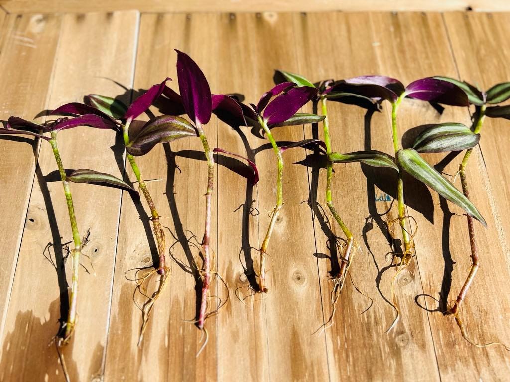 Wandering Jew Plant ( Tradescantia Zebrina)