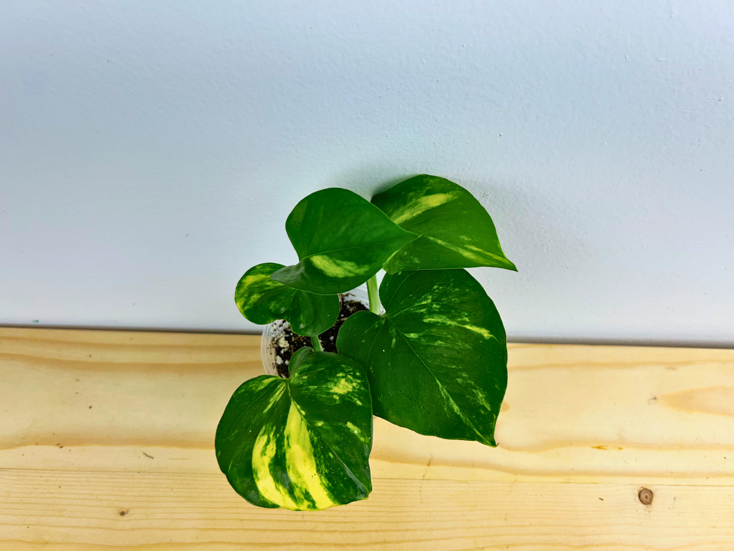 Golden Pothos (Epipremnum aureum)