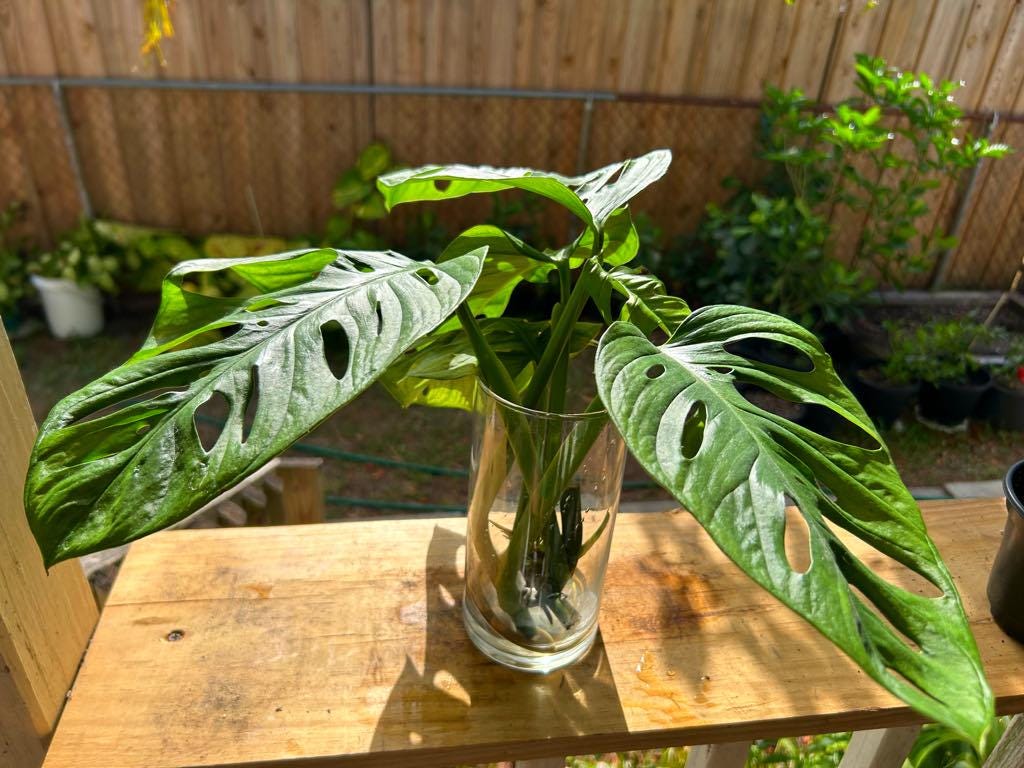 Monstera Adansonii  (Swiss Cheese)