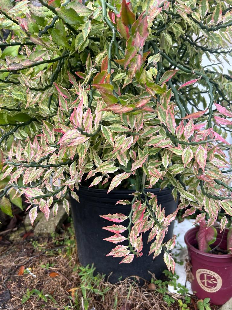 Pink Variegated Devils Backbone Succulent