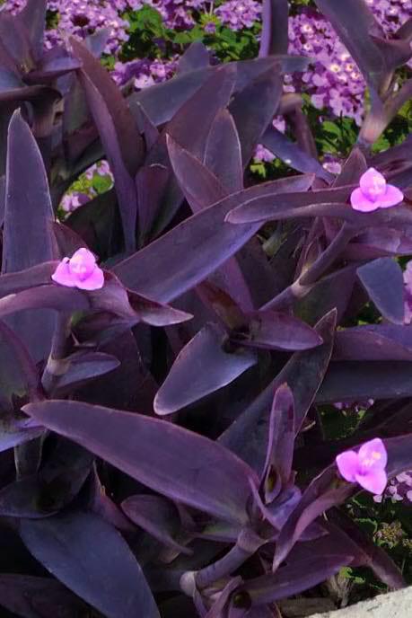 Purple Heart (Tradescantia pallida)