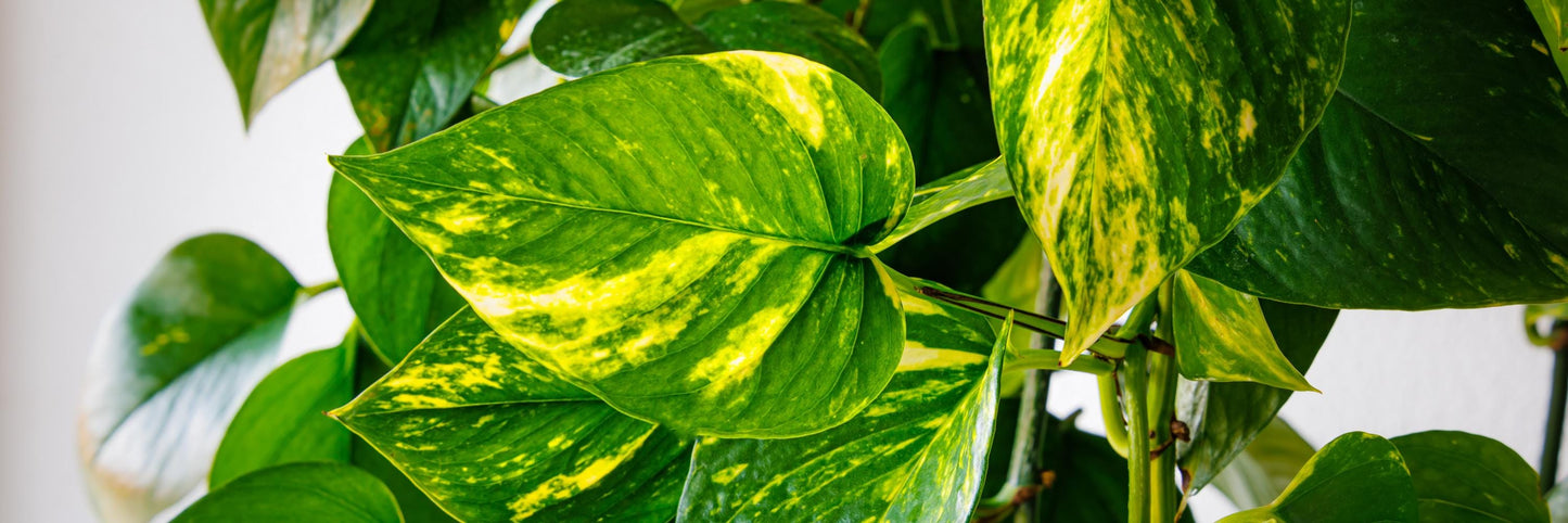 Golden Pothos (Epipremnum aureum)