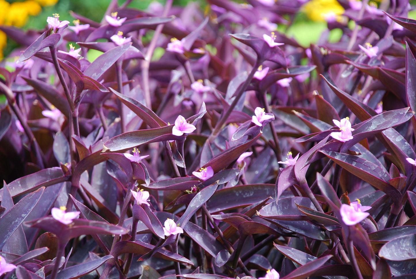 Close-up of purple leaves with small white flowers