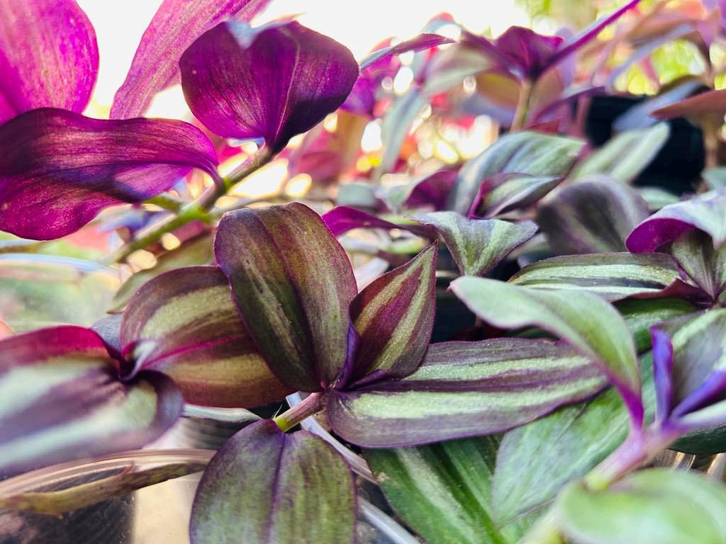 Wandering Jew Plant ( Tradescantia Zebrina)
