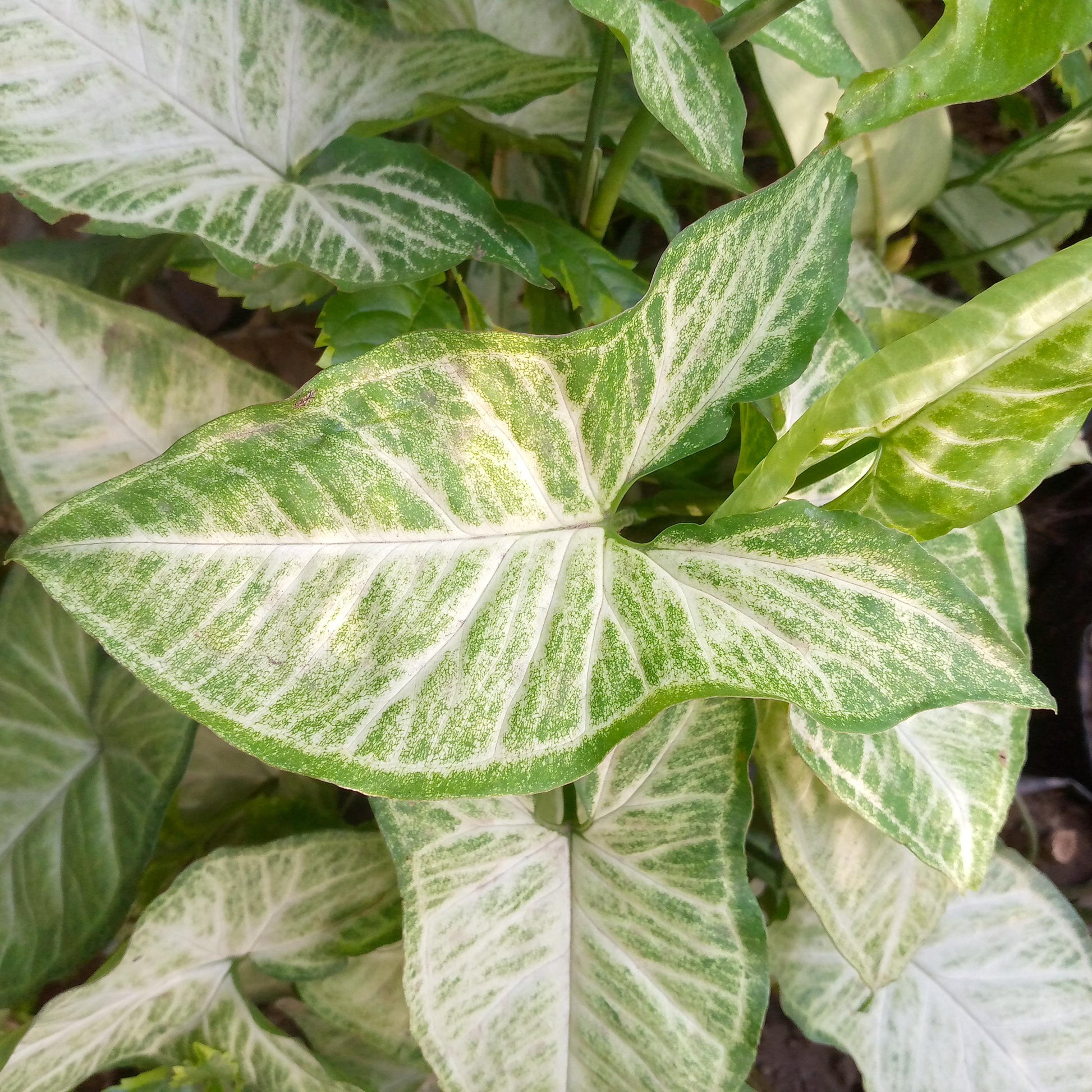 White Butterfly Arrowhead Syngonium