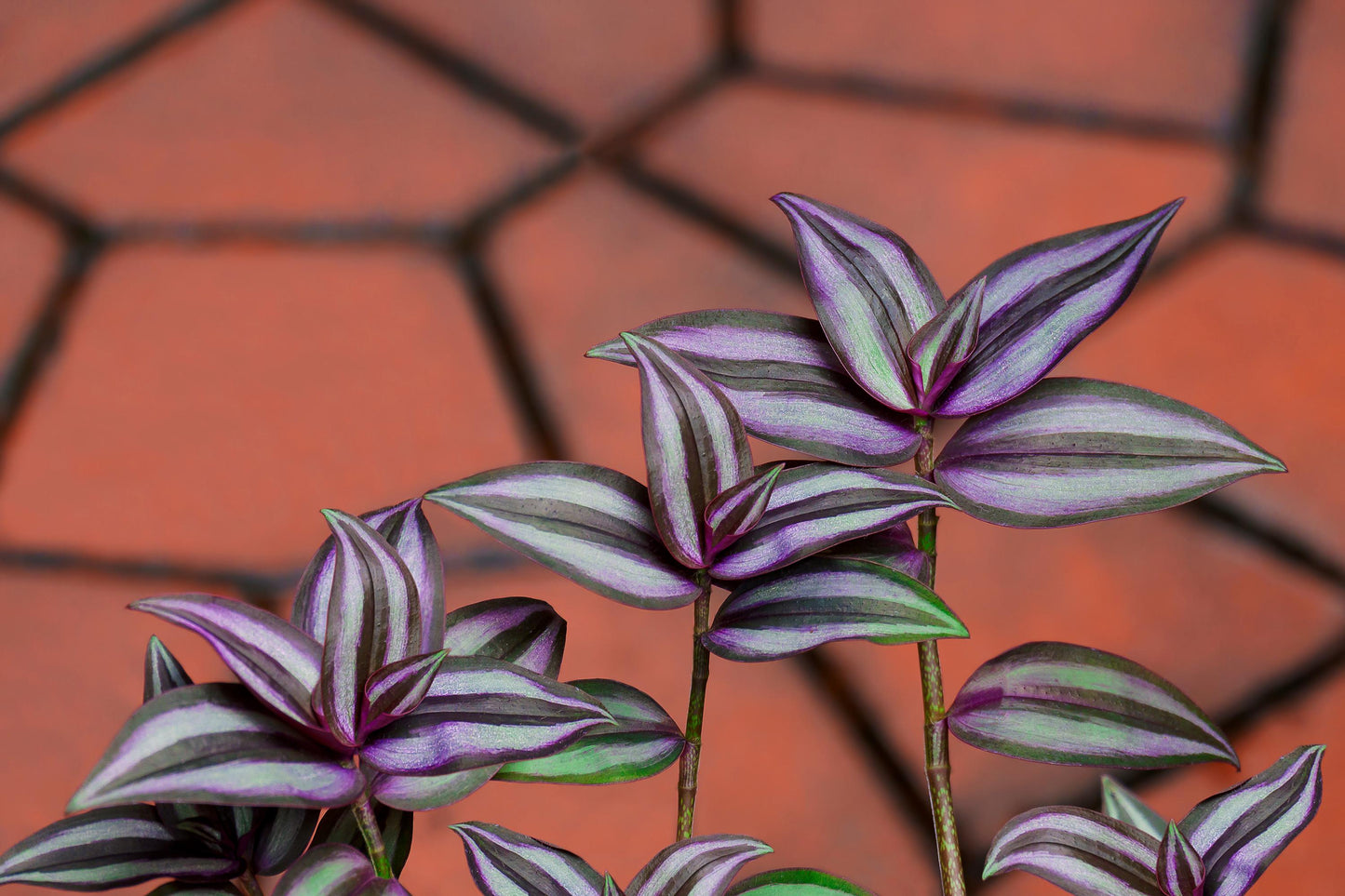 Wandering Jew Plant ( Tradescantia Zebrina)