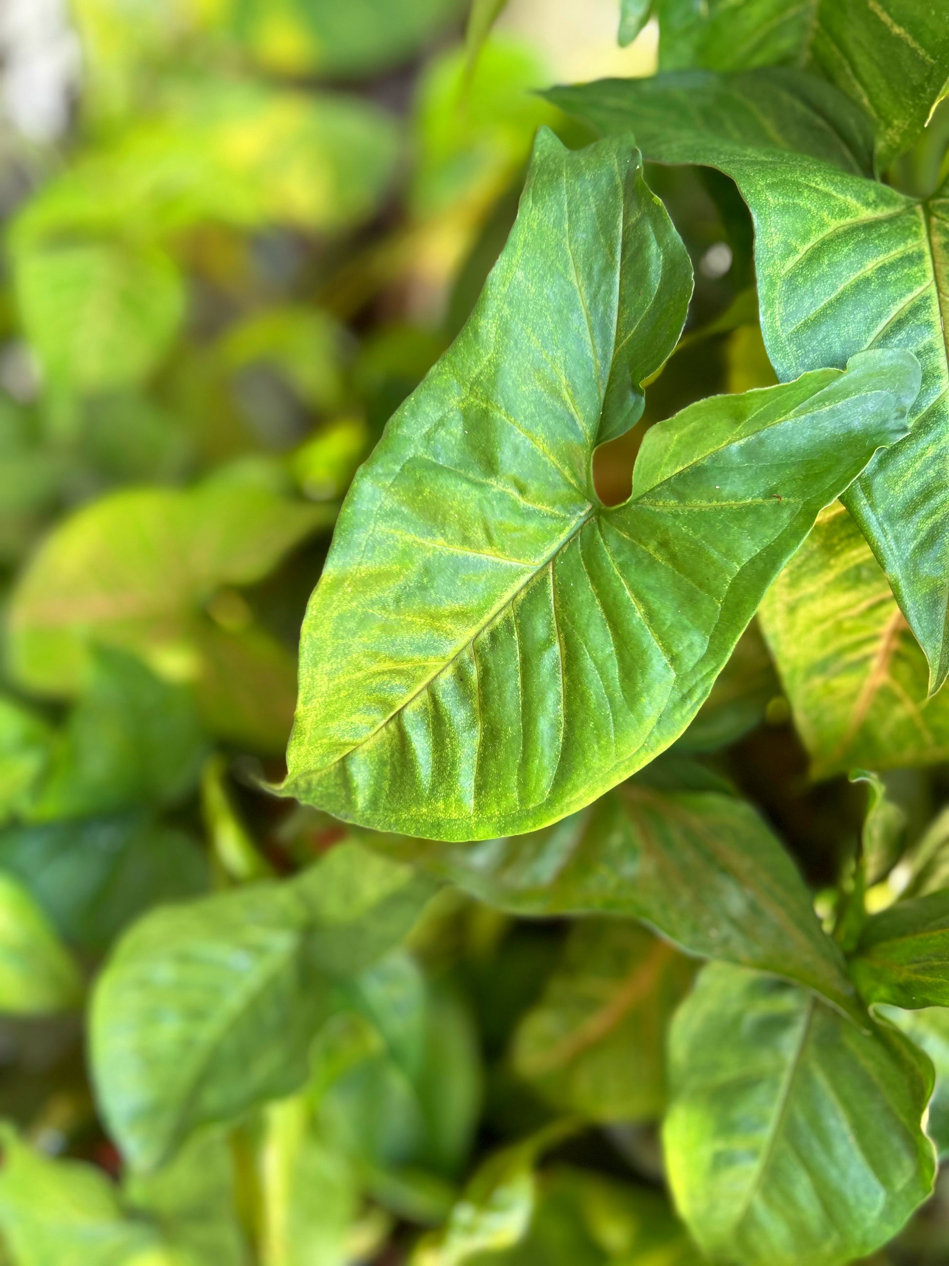Pink Arrowhead Syngonium