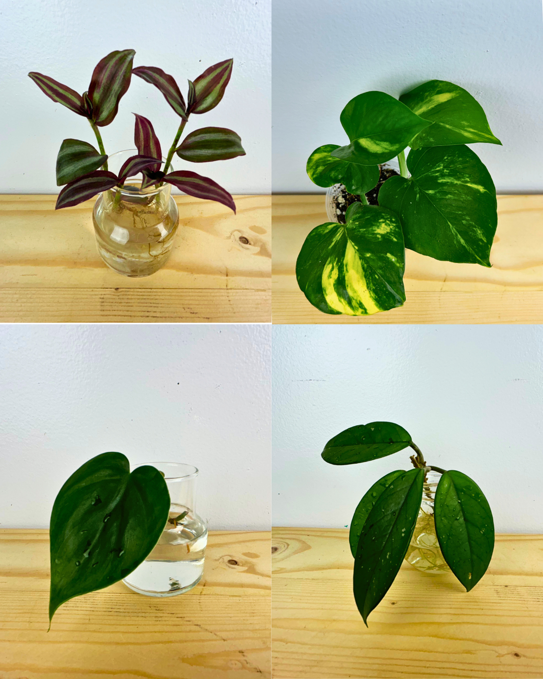 Starter Pack - Golden Pothos, Heart Shaped Philodendron, Hoya Pubicalyx, Tradescantia Zebrina