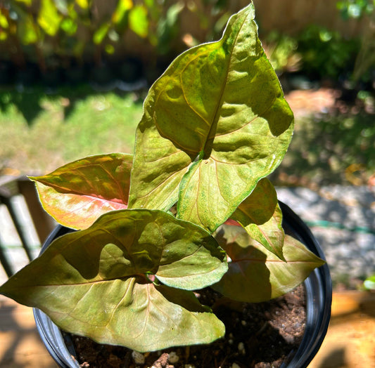 Pink Arrowhead Syngonium