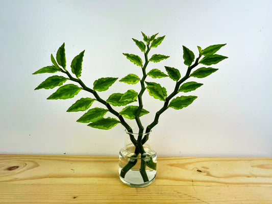 Pink Variegated Devils Backbone Succulent