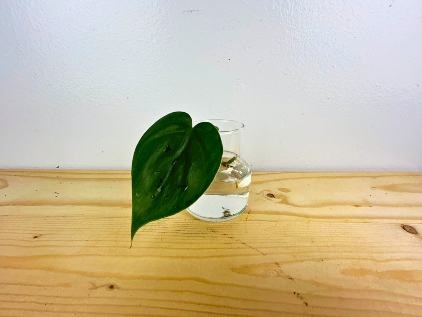 Heartleaf Philodendron