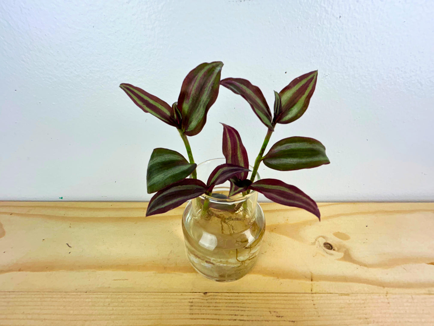 Wandering Jew Plant ( Tradescantia Zebrina)