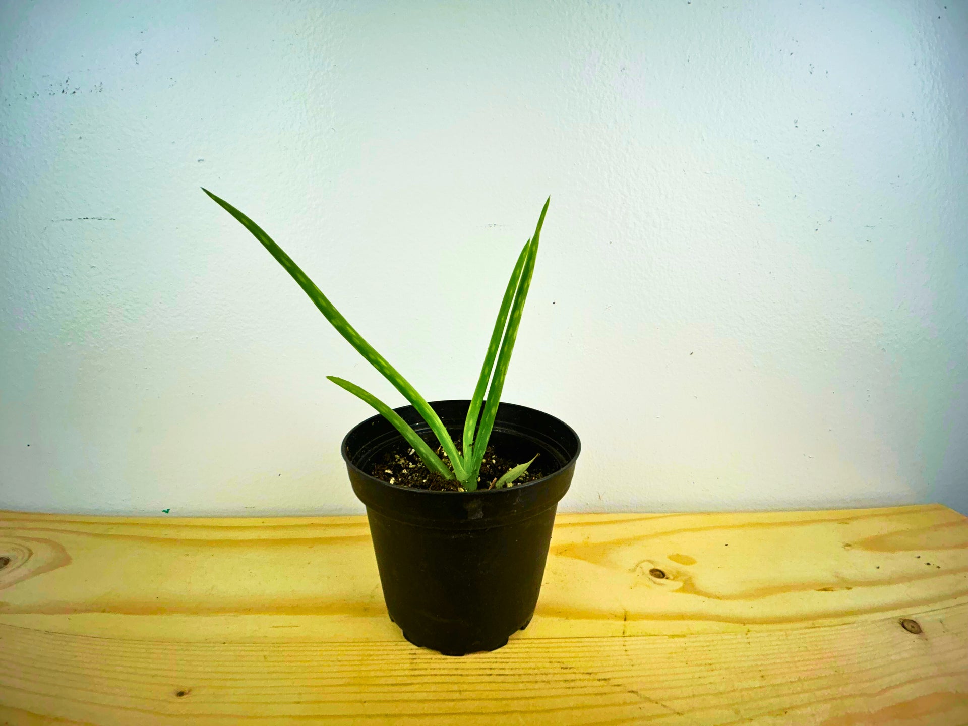 Aloe Vera (Barbadensis Miller) – Enchanted Hammock