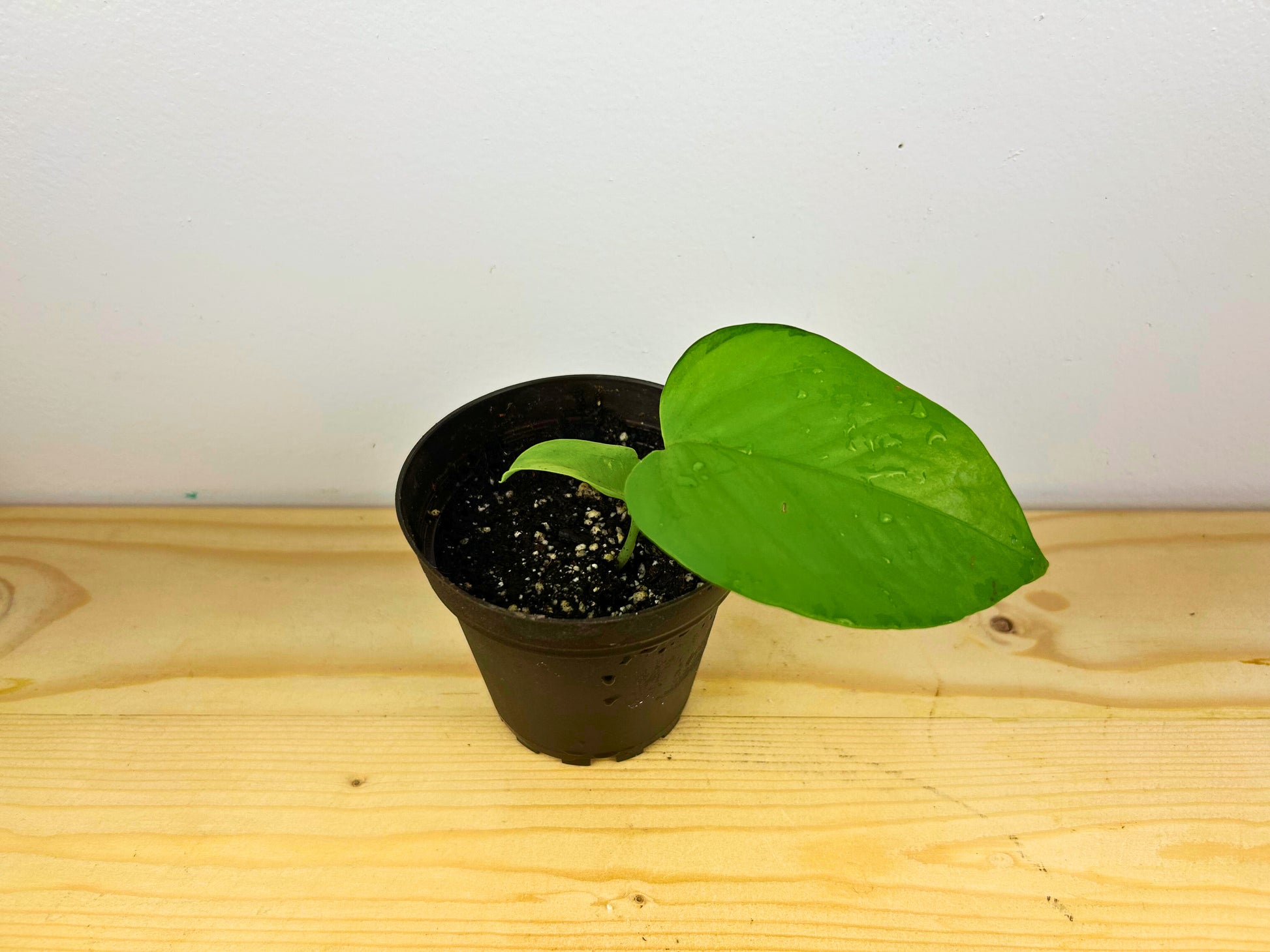 nearly black pothos Neon Pothos – Enchanted Hammock