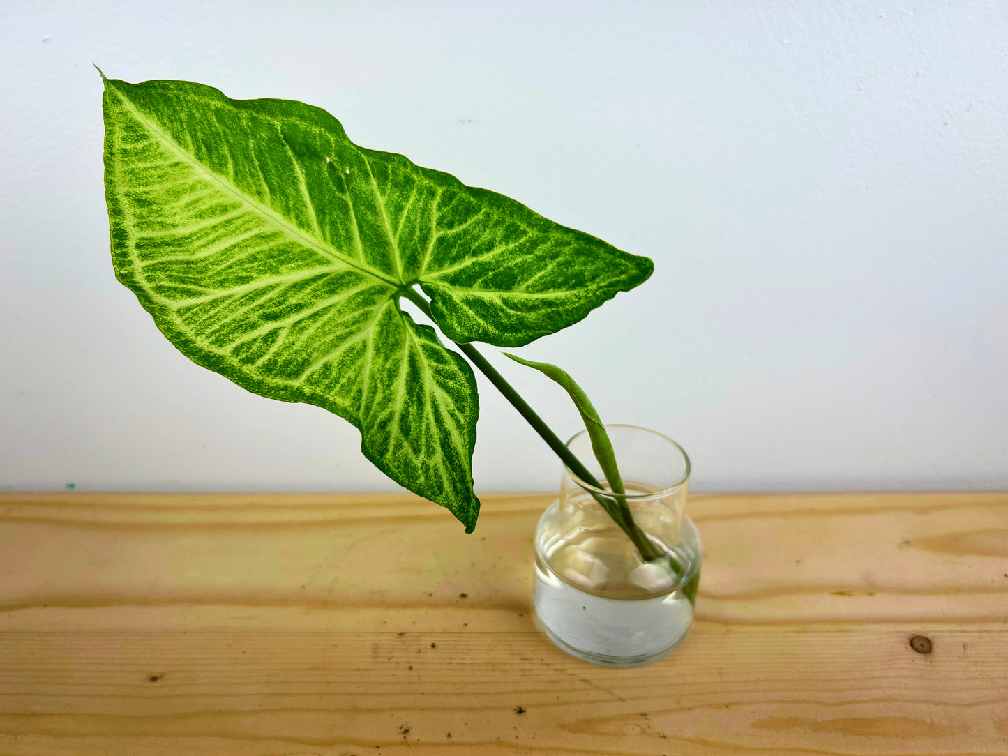 White Butterfly Arrowhead Syngonium