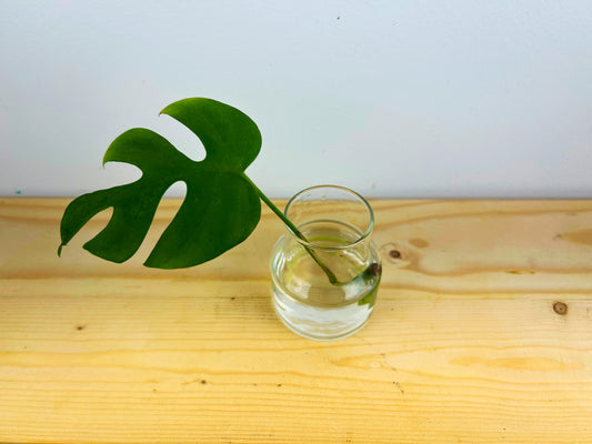 Rhaphidophora Tetrasperma (Mini Monstera)
