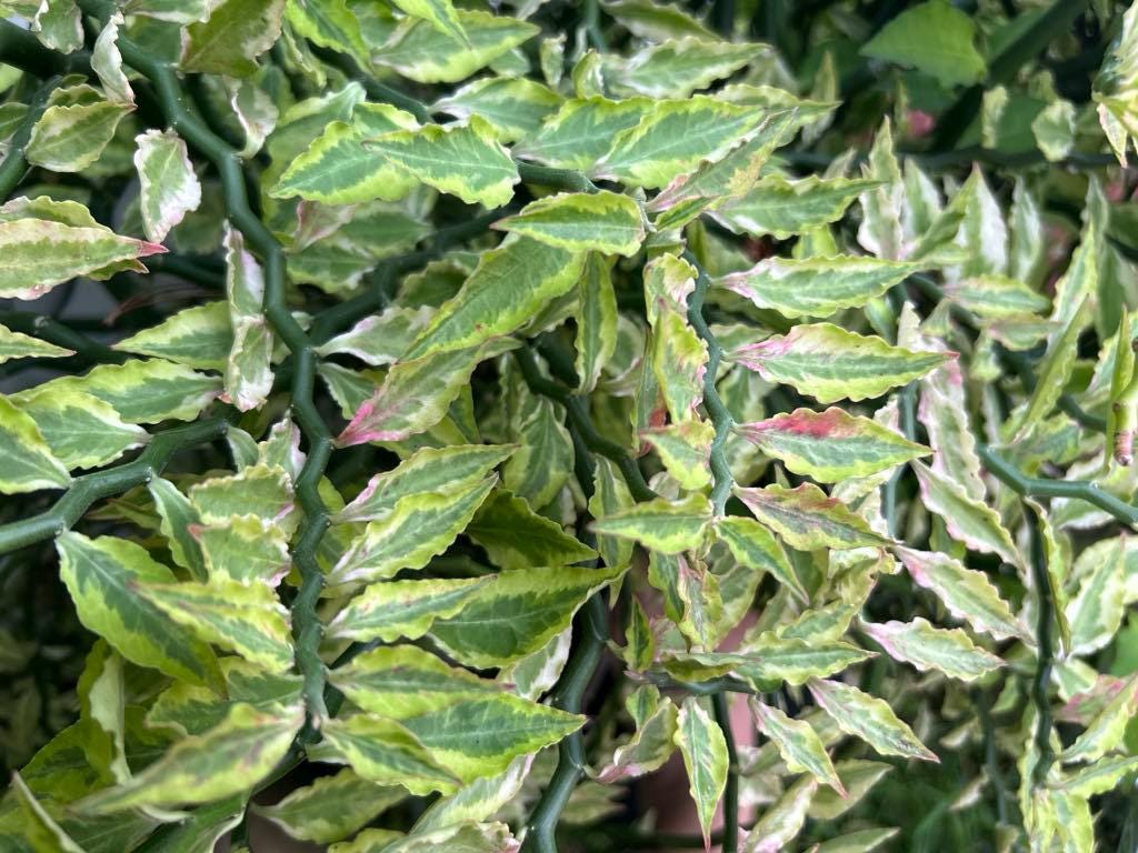 Pink Variegated Devils Backbone Succulent