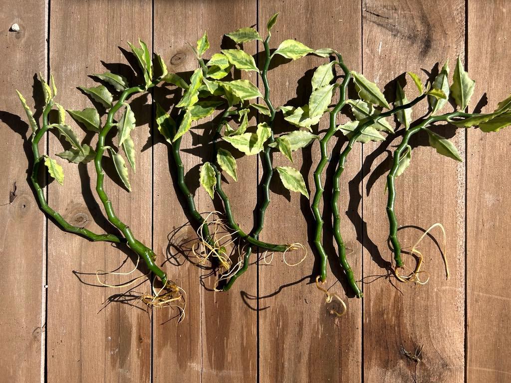 Pink Variegated Devils Backbone Succulent