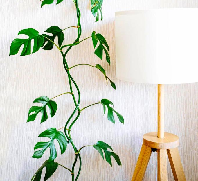Rhaphidophora Tetrasperma (Mini Monstera)