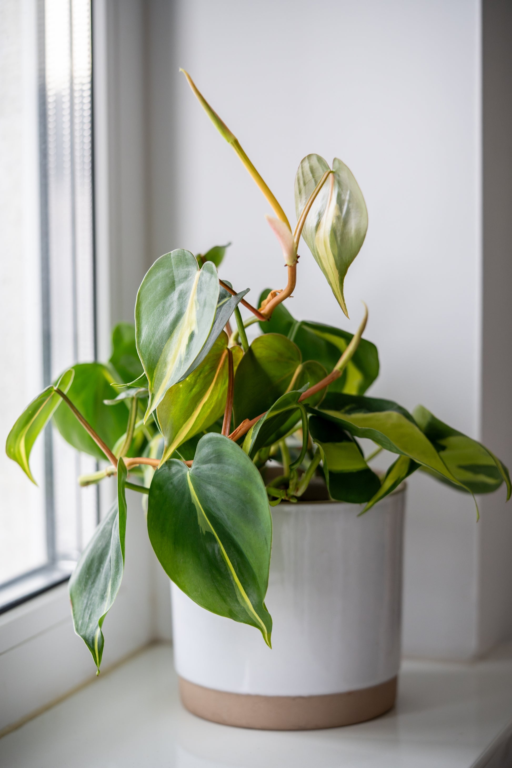 philodendron bra Philodendron Brasil