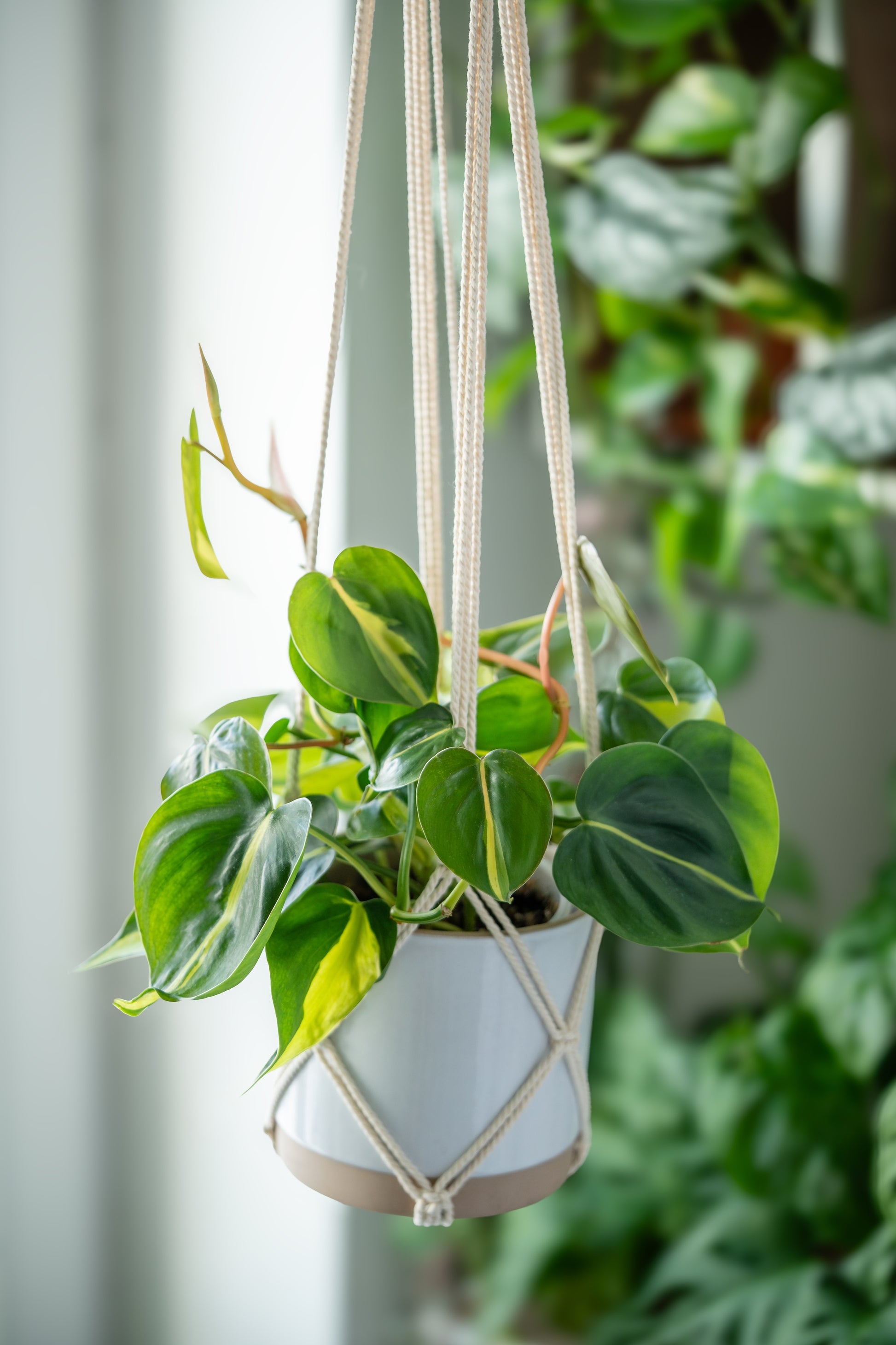 philodendron bra Philodendron Brasil – Enchanted Hammock