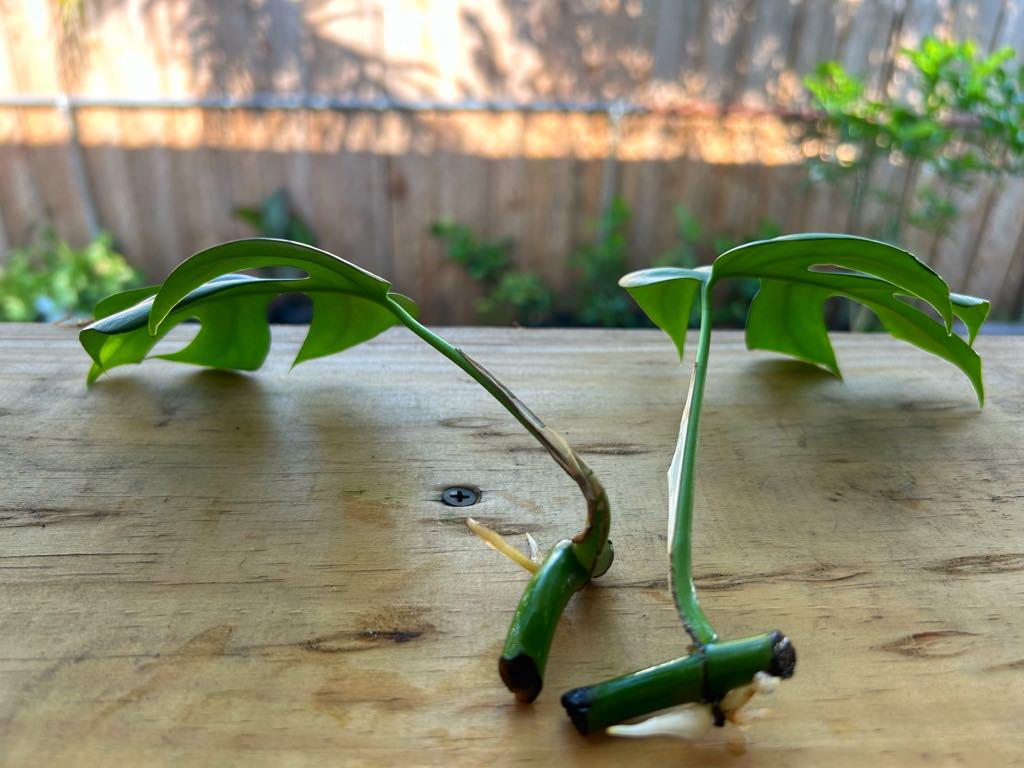 Rhaphidophora Tetrasperma (Mini Monstera)