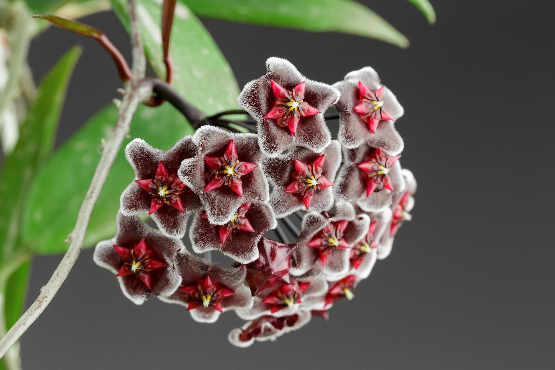 Hoya Pubicalyx