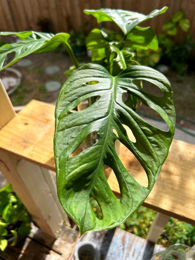 Monstera Adansonii  (Swiss Cheese)