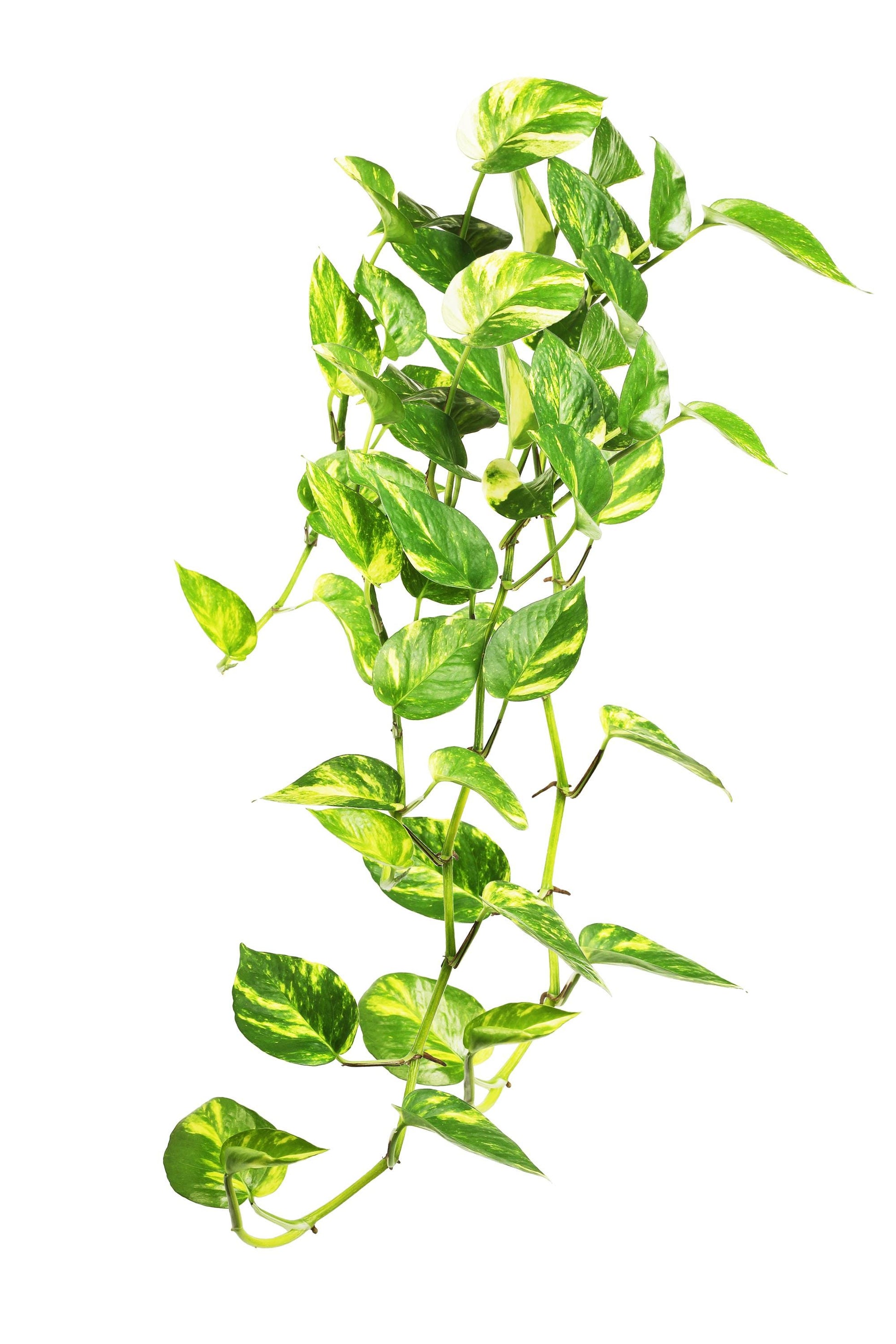 Golden Pothos (Epipremnum aureum)
