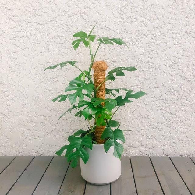 Rhaphidophora Tetrasperma (Mini Monstera)
