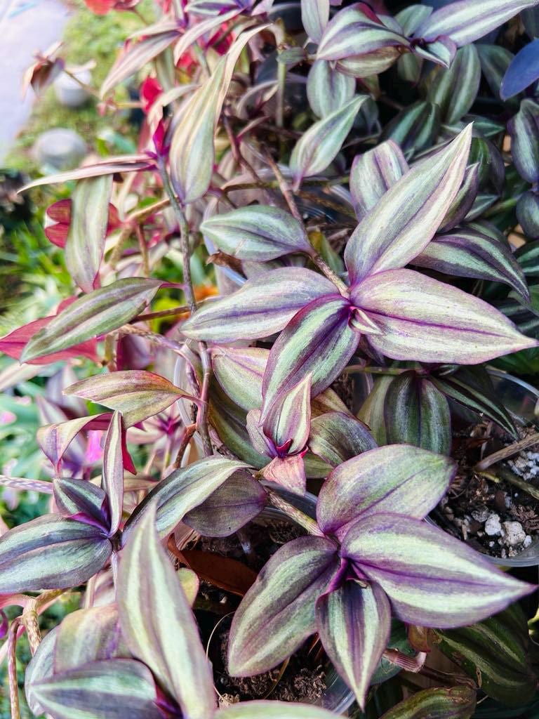 Wandering Jew Plant ( Tradescantia Zebrina)
