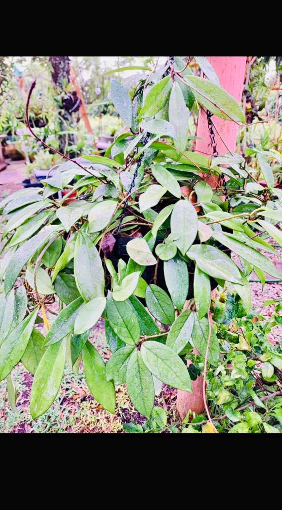 Hoya Pubicalyx