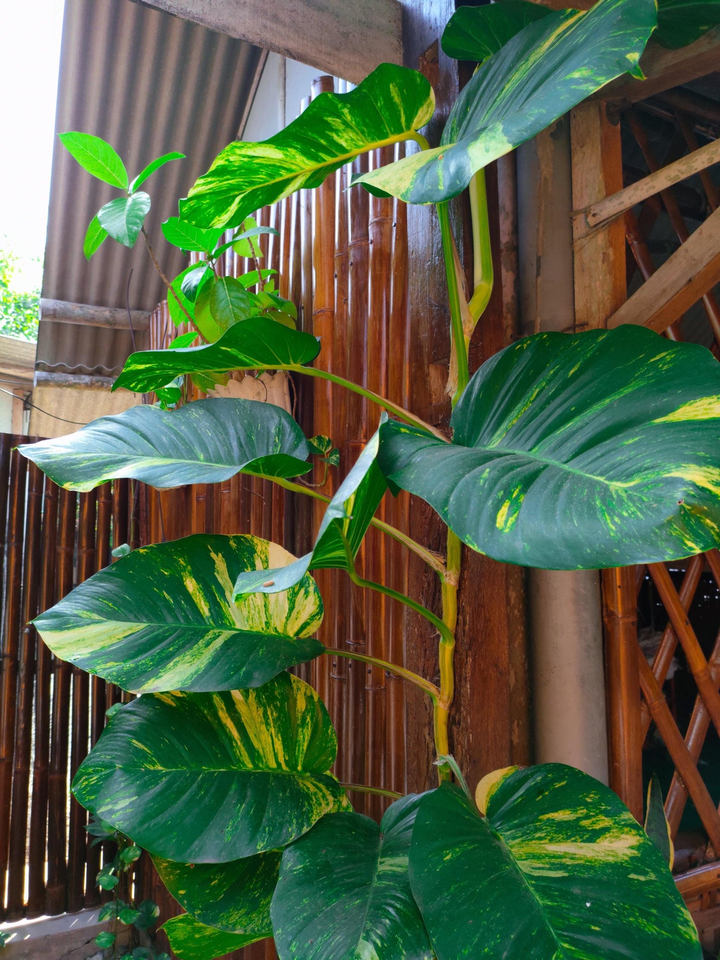 Golden Pothos (Epipremnum aureum)